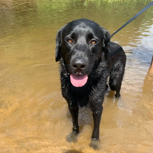 MEET YOUR POSHER!💜 - Picture 7 of 8